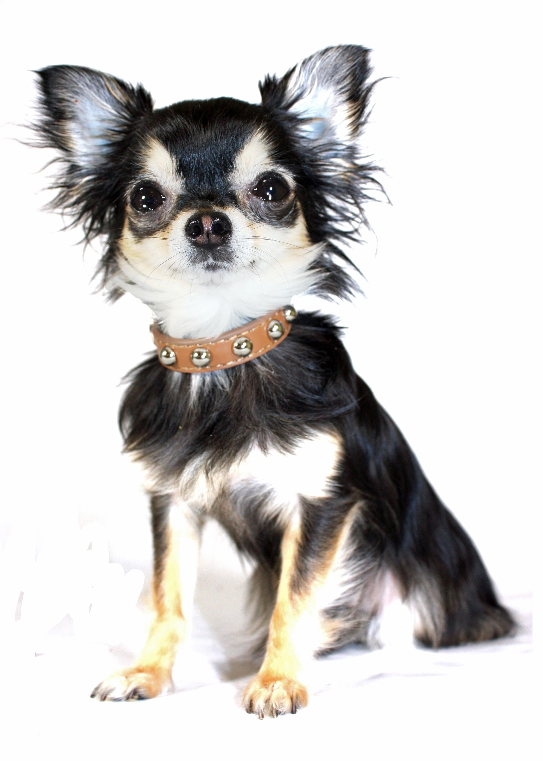 Dog Boutique UK Dolly Dog UK